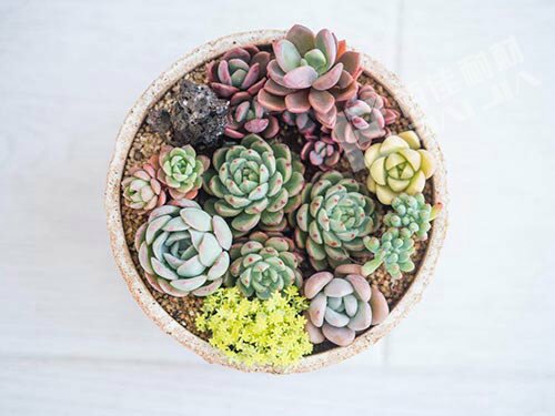 環(huán)保陶土花盆